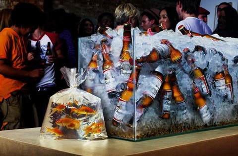 Beer (Budweiser) - Goldfish.